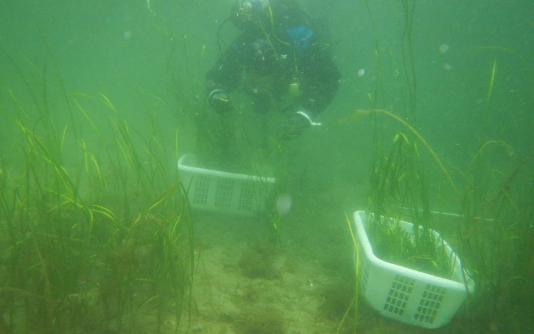 SSEC Call for Abstracts: Seagrass Ecosystems